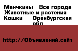 Манчкины - Все города Животные и растения » Кошки   . Оренбургская обл.